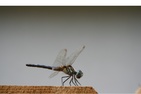 dfcloseup1-wide.jpg